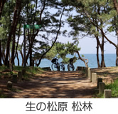 生の松原 松林
